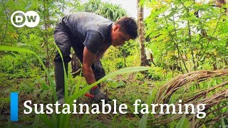 Peru Sustainable farming in the rainforest  Global Ideas [upl. by Mohorva166]