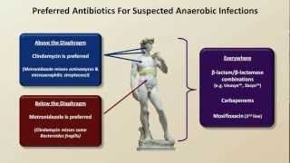 Antibiotics for Anaerobic Infections Antibiotics  Lecture 6 [upl. by Emil]