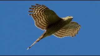 Sparrowhawk Bird Call Bird Song [upl. by Onra352]