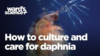 Caring and Culturing for Daphnia [upl. by Inalej873]