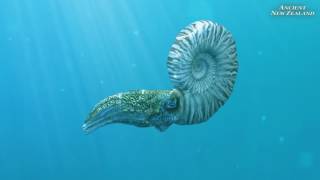 Mosasaur and Ammonite animation clips Ancient New Zealand [upl. by Anirahs151]