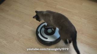 Cat shows HOW TO use iRobot Roomba Vacuum [upl. by Neelyaj511]