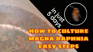 How to Culture Magna Daphnia Easily [upl. by Muriel]