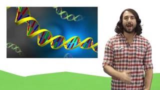 Nucleic Acids DNA and RNA [upl. by Einner946]