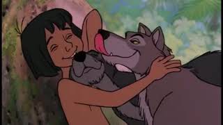 Mowgli Gets licked by Wolves  The Jungle Book 1967 [upl. by Ailaza495]