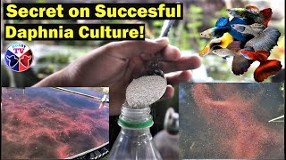 How to Culture Daphnia Successfully [upl. by Amara727]