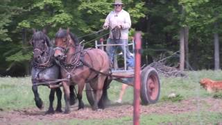 Brabant Belgian Draft Horse Power on the Julian Family Dairy Farm [upl. by Verena331]