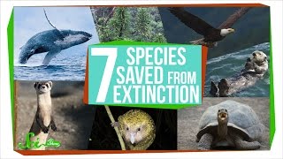 7 Species That Were Saved From Extinction [upl. by Tarah]