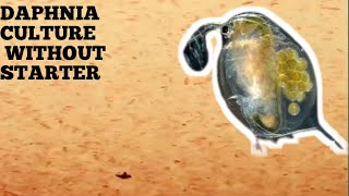 HOW TO CULTURE DAPHNIA NATURALLY WITHOUT A STARTER [upl. by Ahsias]