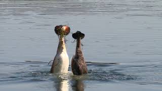 Great crested grebes courtship dance  WWT [upl. by Lilith]