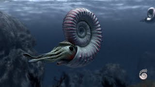 Ammonite  extinct marine mollusc [upl. by Deenya]