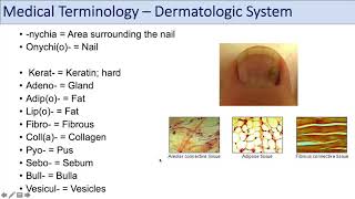 Medical Terminology  Lesson 10  Skin and Skin Conditions Dermatology [upl. by Eirellam325]