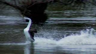 Clarks and Western Grebe [upl. by Yetah813]