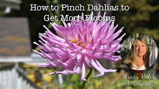 How to Pinch Dahlias to Get More Blooms [upl. by Bradeord]