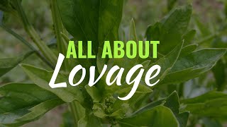 Lovage  Grow Care Use  Levisticum officinale [upl. by Nnayllas]