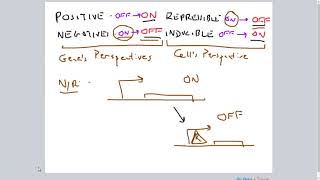 PositiveNegative RepressibleInducible Gene Regulation [upl. by Dorry]