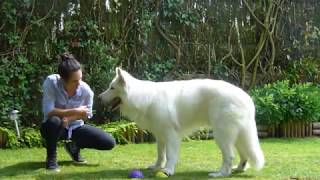 EDUCATION  Tous les tours de Jaïko  chien Berger Blanc Suisse [upl. by Hnahk]