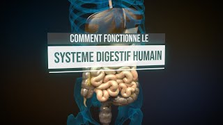 Comment fonctionne le système digestif humain  Animation [upl. by Anna-Maria431]