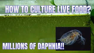 How to Culture Daphnia Secret Method to Breed MILLIONS  Simply Aquatic [upl. by Buroker457]