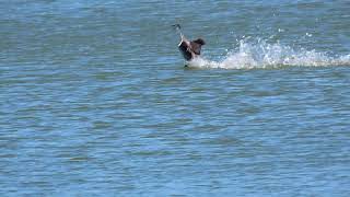 Western grebes courtship and aggression [upl. by Rettig]