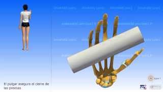 La mano El pulgar y la oposición [upl. by Kaden55]