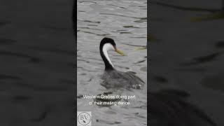 Western Grebes Mating Dance at Lake Hodges shorts [upl. by Lovett]