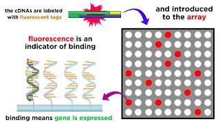 Transcription and Translation  Protein Synthesis From DNA  Biology [upl. by Gustavus]