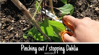 Pinching out  stopping Dahlias for more flowers and how to stake them [upl. by Seaden]