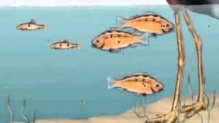 Bioaccumulation and Biomagnification Animation 2 [upl. by Kaye222]