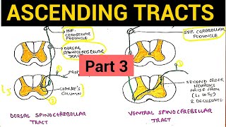 Ascending Tracts  3  Dorsal and Ventral Spinocerebellar Tract [upl. by Emeric649]