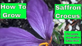 Crocus Sativus  How To Grow [upl. by Eramal68]