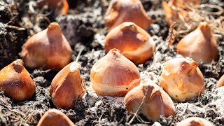 How to Plant Bulbs in the Fall Tulips Daffodils Allium Muscari [upl. by Neroled]