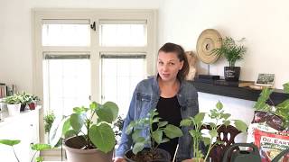 🌺  How to care for Dahlias  Pinching  Propagation  Fertilizers  🌺 [upl. by Hawkie]