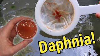 How I Culture Daphnia In Outdoor Tubs [upl. by Meave193]