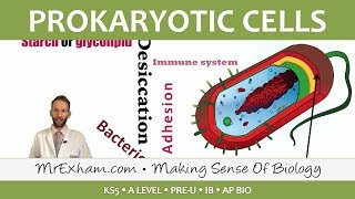 Prokaryotic Cells  Introduction and Structure  Post 16 Biology A Level PreU IB AP Bio [upl. by Alrzc]