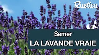 Semer la lavande vraie [upl. by Fasto]