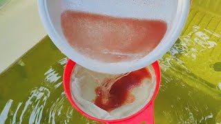 How to culture daphnia  Daphnia culture  How to grow daphnia outdoor [upl. by Ayifa]