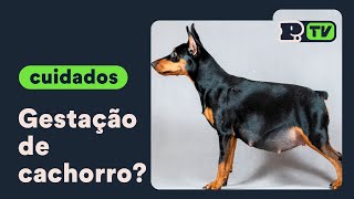 Como cuidar da gestação de cachorro [upl. by Cathie579]