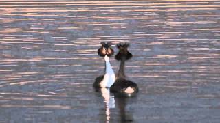 Great Crested Grebe Courtship Dance [upl. by Miharbi]