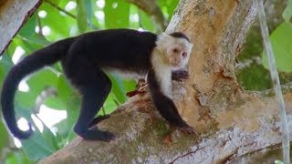 Capuchin Monkeys  Wild Caribbean  BBC Earth [upl. by Aleris]