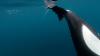 Orcas Caught Slapping Stingray With Tail [upl. by Elinore]