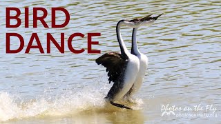 Western Grebe Dance [upl. by Yalhsa]