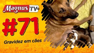 GRAVIDEZ EM CÃES  MagnusTV Ep71 [upl. by Ednalrym]