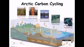 24 Carbon cycle nitrogen cycle [upl. by Condon248]