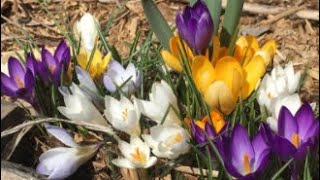 Planting Crocus [upl. by Capps]