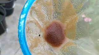 How to culture daphnia moina in a small container Part 1 English Subtitle [upl. by Olnee]