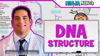 Cell Biology  DNA Structure amp Organization 🧬 [upl. by Neerod]