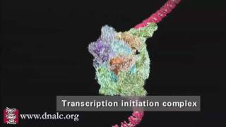 DNA Transcription Advanced [upl. by Dugan]