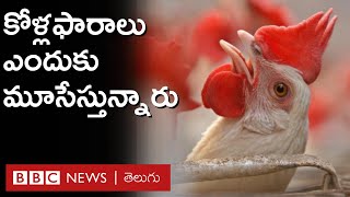 Chicken ఏపీ తెలంగాణల్లో కోళ్ల ఫారాలు ఎందుకు మూసేస్తున్నారు [upl. by Rodmur]