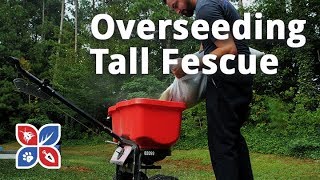 Do My Own Lawn Care  Overseeding Tall Fescue Grass  Ep29 [upl. by Rosamund734]